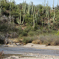 catalina-state-park-az