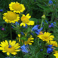 the-arboretum-at-flagstaff-AZ