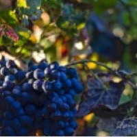 lightning-ridge-cellars-wineries-in-az