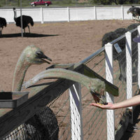 rooster-cogburn-ostrich-ranch-amusement -park-az 