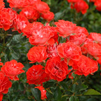 rose-garden-at-mcc-az