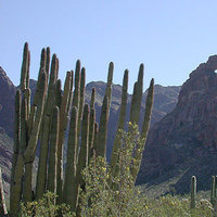 organ-pipe-cactus-national- monument-az