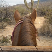 pantano riding stables horseback riding in az