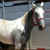 silver-rein-horsemanship-horseback-riding-in-az